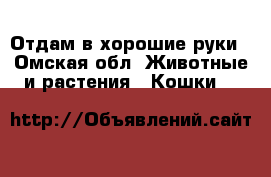 Отдам в хорошие руки - Омская обл. Животные и растения » Кошки   